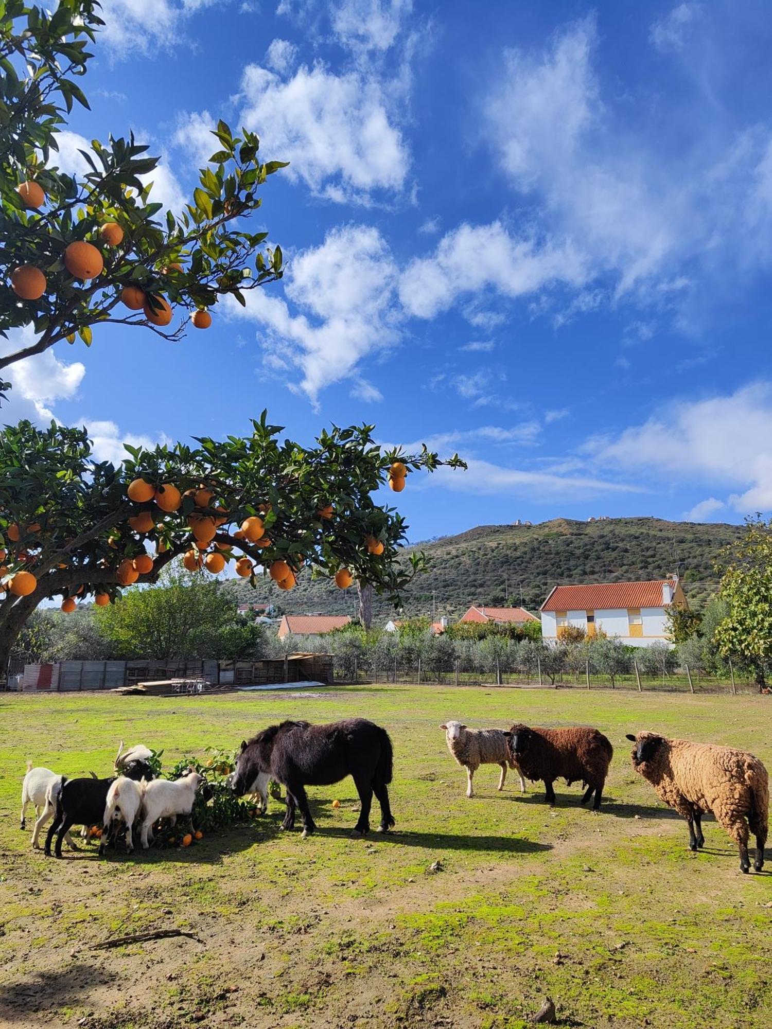 Quinta Da Ponte Das Hortas 2 الفاس المظهر الخارجي الصورة